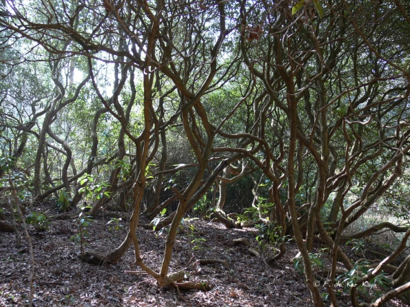 Bois des Moutiers (50) mars 2012